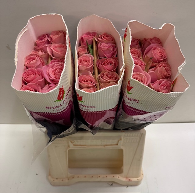 Rosa gr hermosa HS.jpg